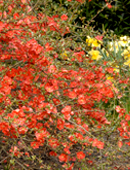 org:/gardening tips/Snoeiadvies/Overzichtspagina/Dwergkwee.jpg